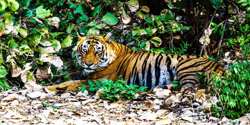 Taj Mahal et les tigres de l’Inde Taj Mahal et les tigres de l’Inde